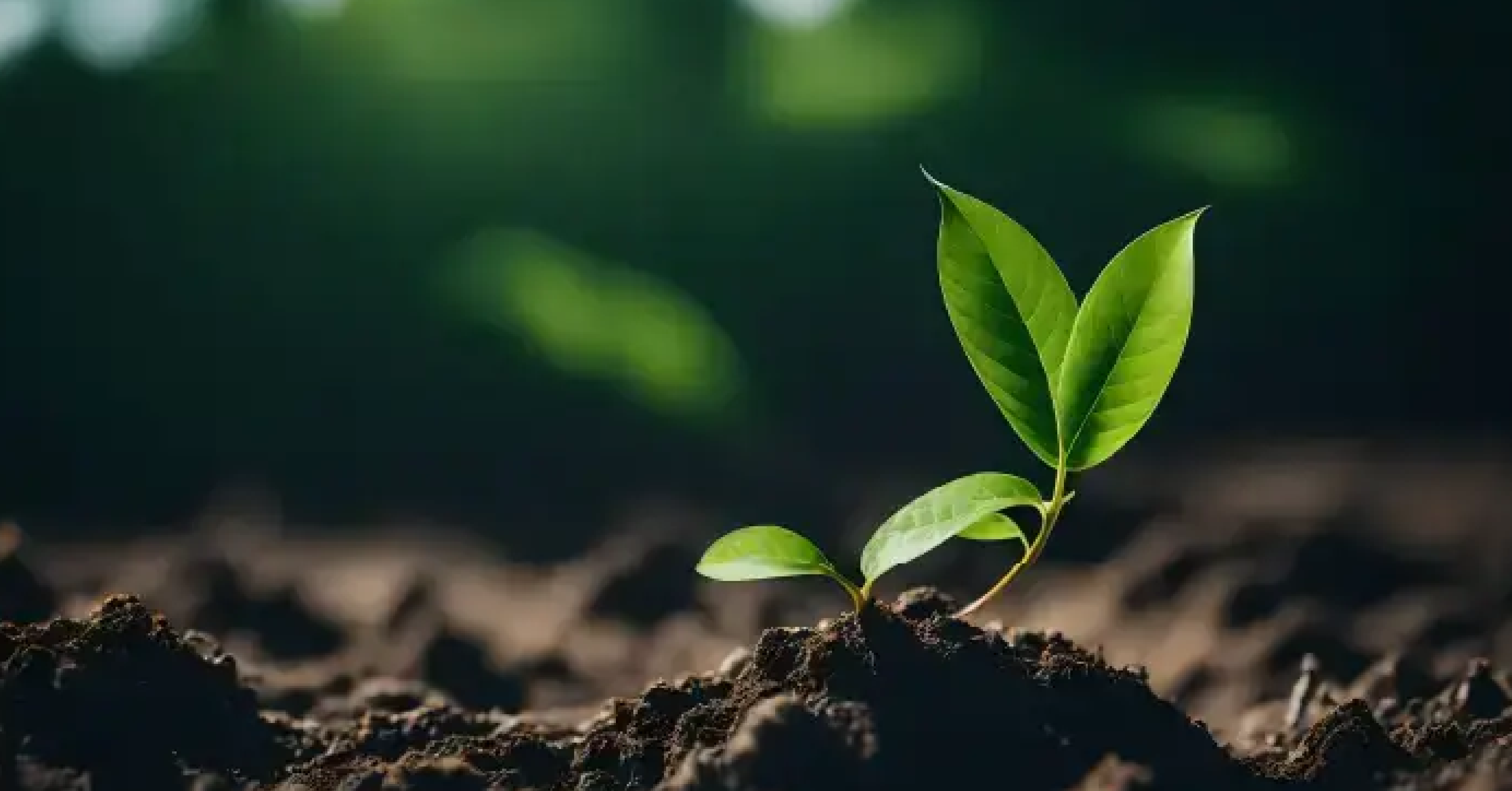The 2024 UK Budget: Energy Costs, Environmental Regulation, & Net Zero